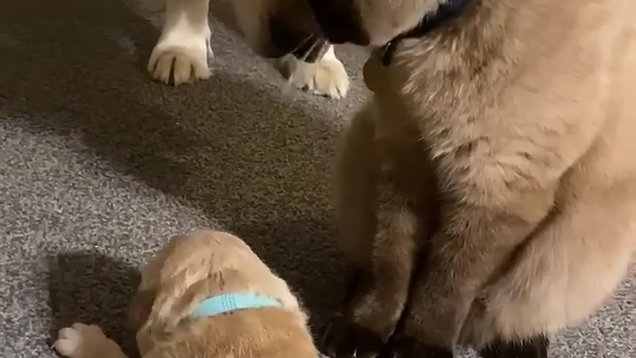 Cat comforts crying puppy while mom takes a break