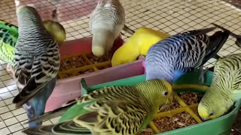 Australian Budgies Parrot Breeding Tips - Budgies Parrot Colony Cage Setup -Budgies Bird Food Listp