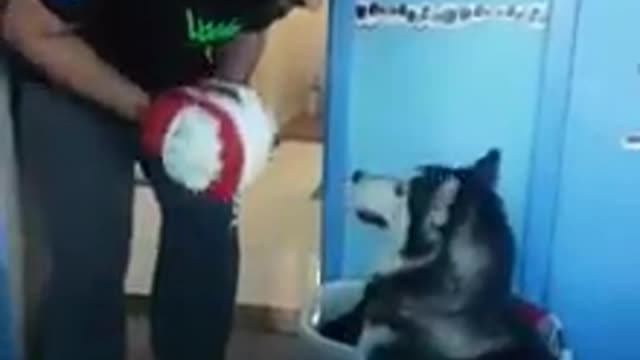 Husky spars with boxing owner