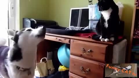 dogs and cats Meeting The First Time