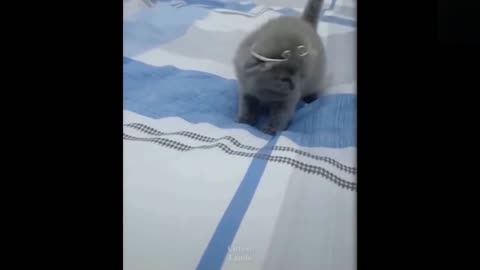 Funny animals [] Try not to laugh compilation 52