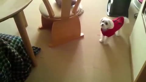 Funny Dogs