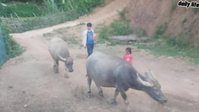 The buffalo is liberated | daily life vlog