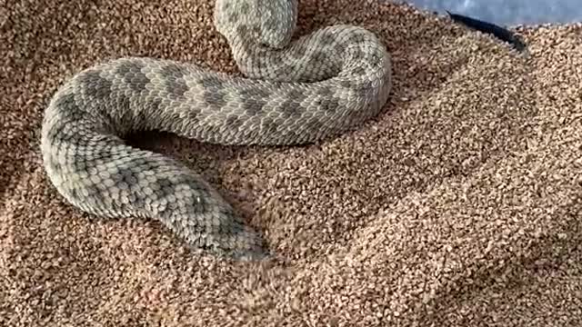 Sahara Sand Viper Burrowing in Sand!