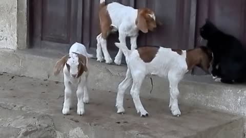 beautiful kids playing.