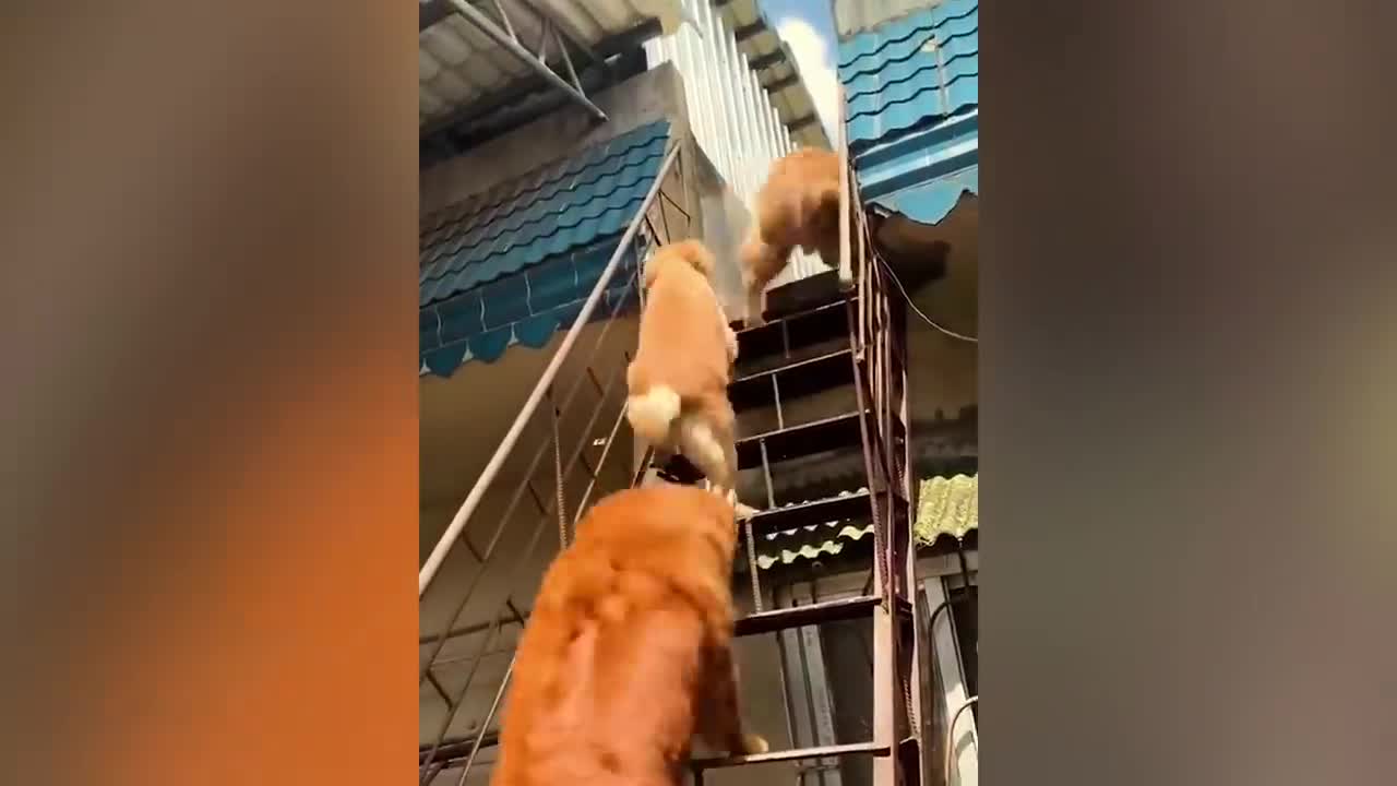 funny dogs cat