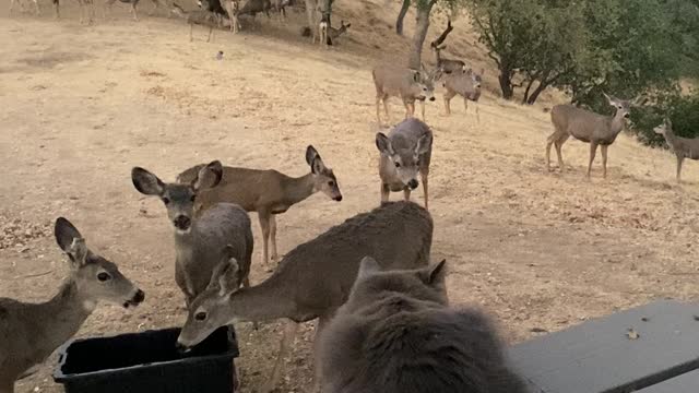 Ava watches the deer