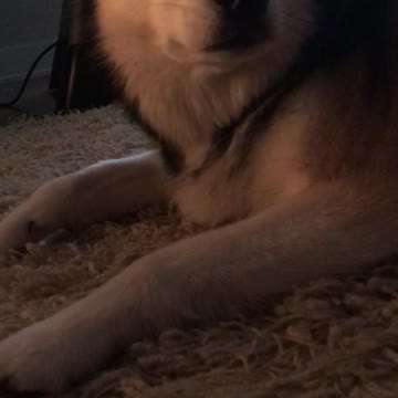 Pomsky falling asleep