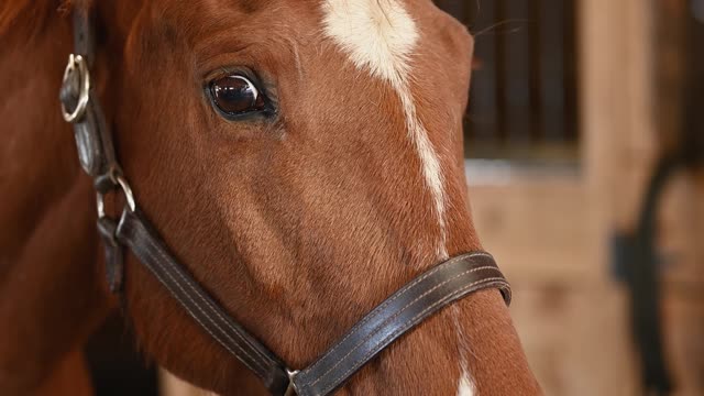 Face off the mood Horse