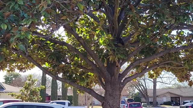 Boots and the tree