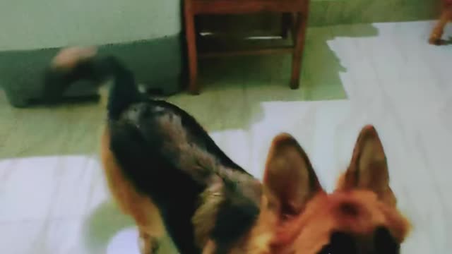 German shepherd Training