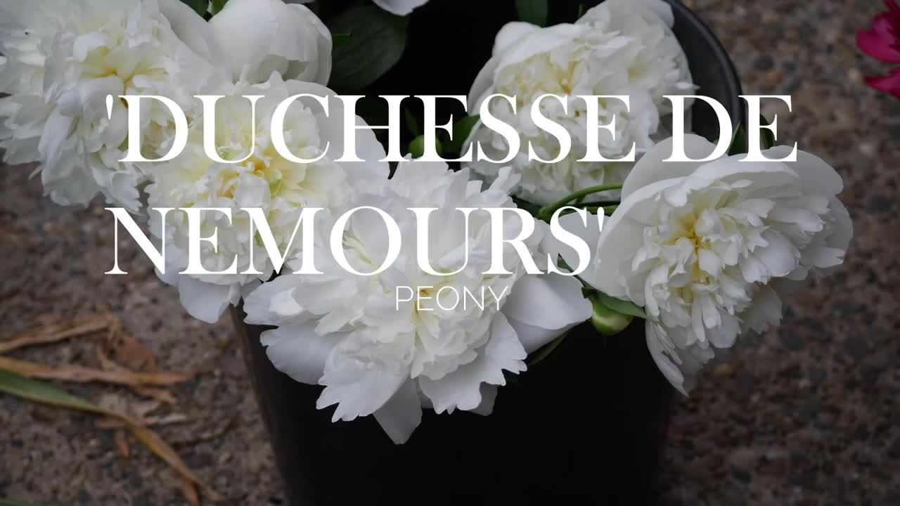 FULL PEONY TOUR: Peony Garden Tour