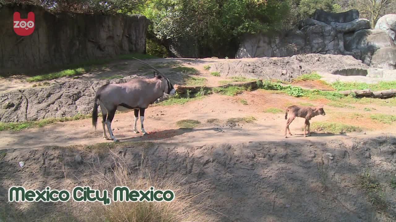 Zoo Welcomes an Oryx Fawn