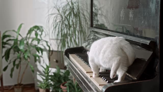 Cat in colorful shirt playing keyboard piano