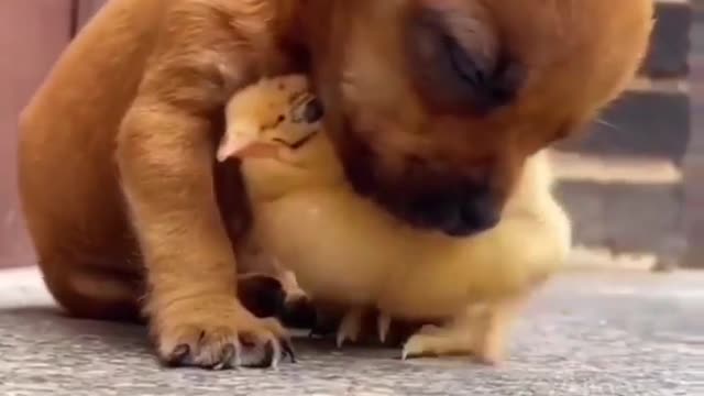 Puppy 🐕and chick 🐥