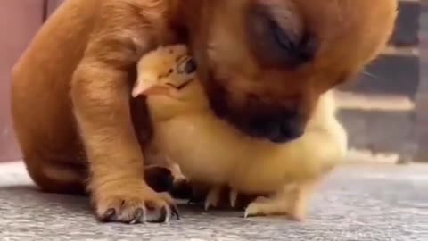 Puppy 🐕and chick 🐥