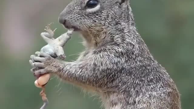 When I saw fruit-eating squirrels, I never saw a squirrel like this