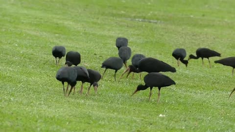 Animals of the Brazilian fauna 2021