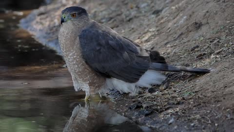 Cooper's Hawk