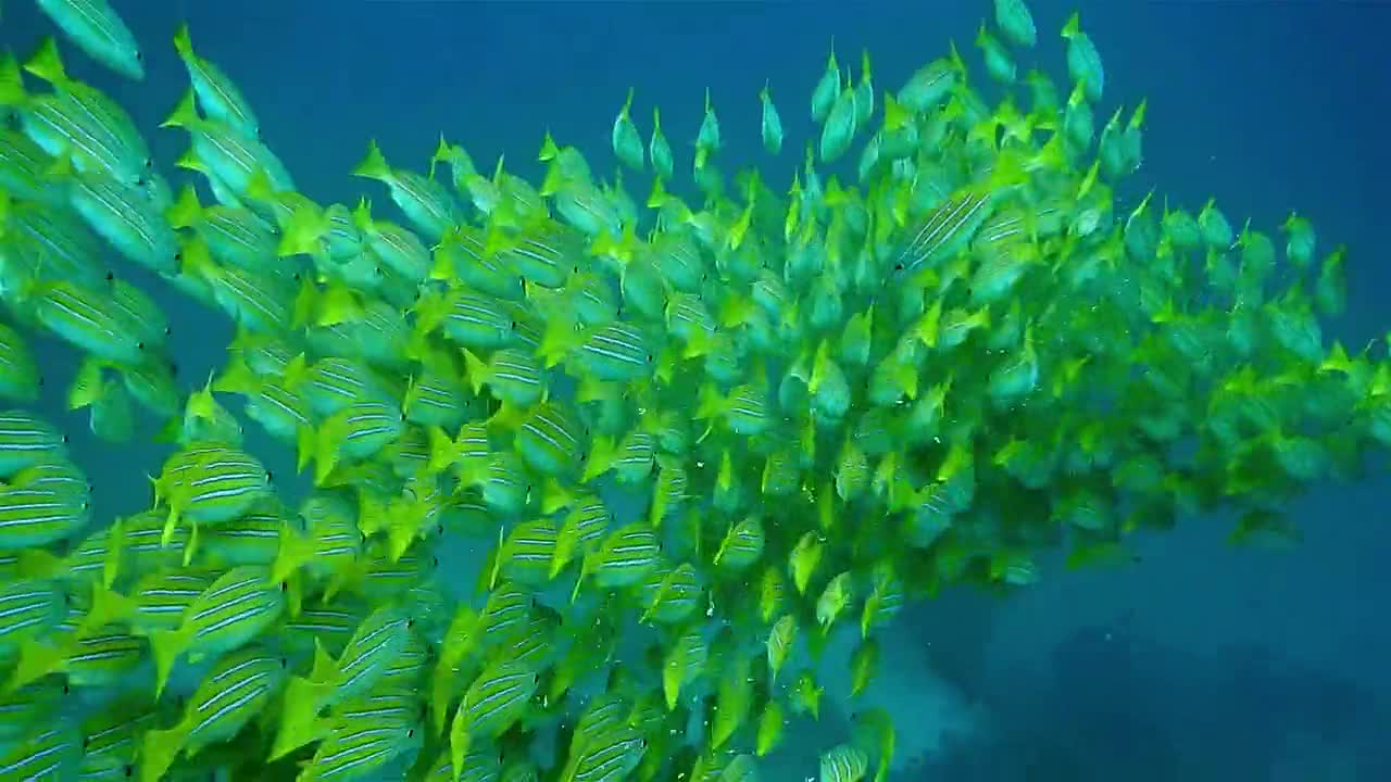 Beautiful fish swimming together