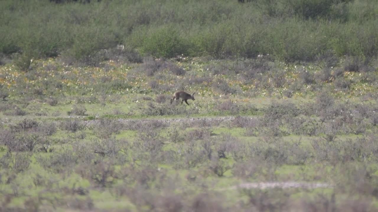 Bat-eared fox walks on the savanna of Kgalagadi Transfrontier Park in Botswana