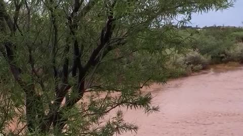 Creepy Spadefoot Toads “sing” after monsoon