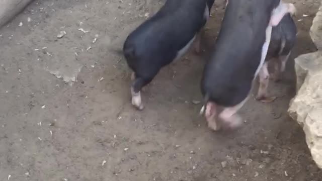 Nsfw black pig on top of other black pig