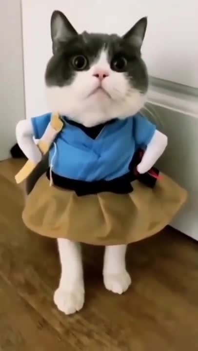 Cat’s first day to school 🏫 | Cat going to school | Cat School | Meows n Paws #cat