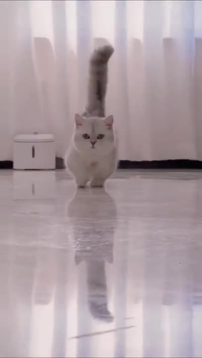 3.Cats and dogs _ cats meowing _ cats funny videos #shorts