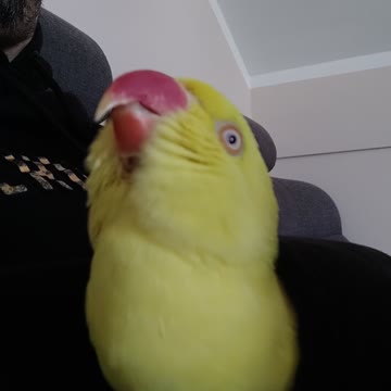 Tweety, singing from my sweater pocket 😂