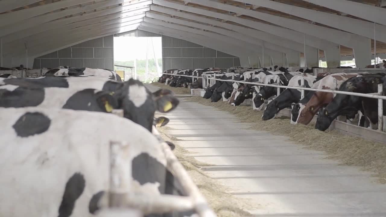 Close up cow feeding on milk farm. Cow on dairy farm eating hay