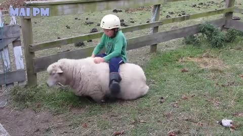 Super funny moment of animals with a human