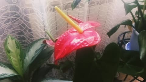 Lovely home flowers