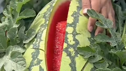 Watermelon 🍉 😋