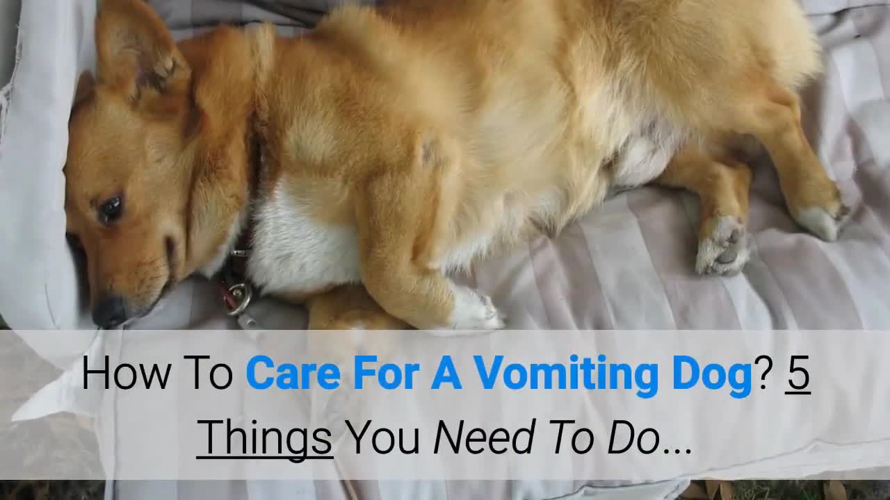 Care For A Vomiting Dog? 5 Things You Need To Do...