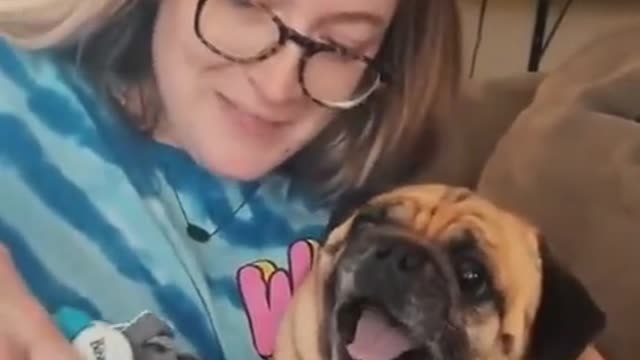 Pug deserves Oscar performance