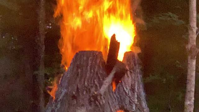 Stump Burning