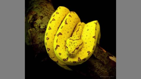 Most beautiful snake