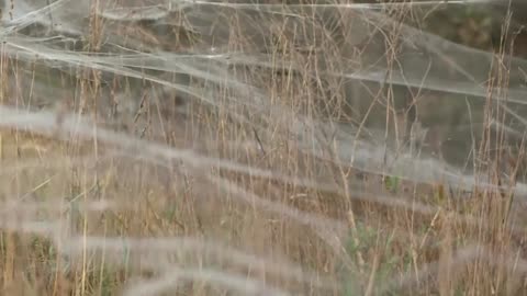 Spiders swarm to safety in south Australia