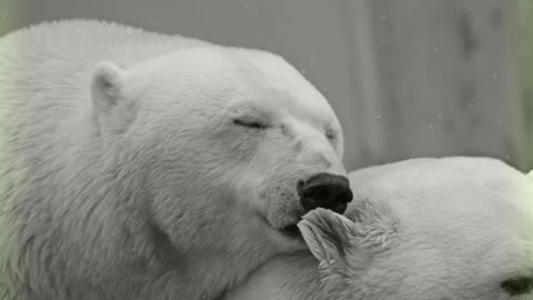 two polar bears.