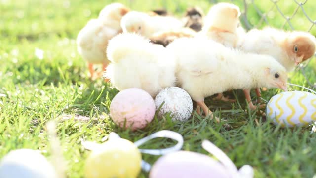 Chicks on the first day after hatching