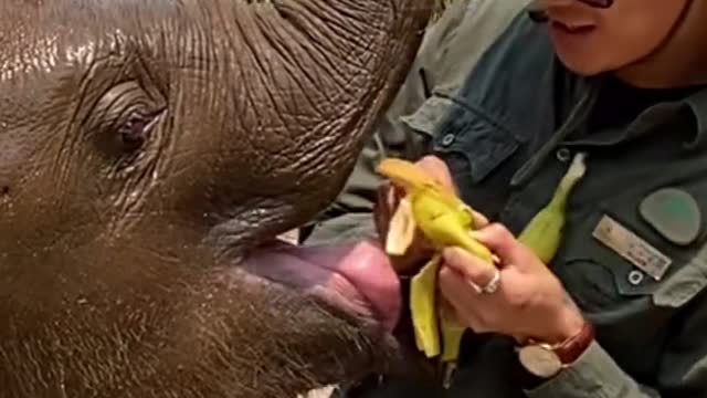 Baby elephant snatch a banana breeder