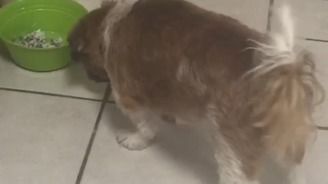 Ocd dog nods head before eating