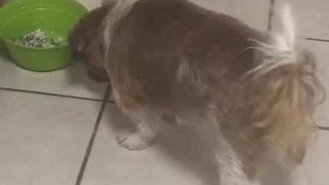 Ocd dog nods head before eating