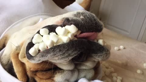 Marshmallow Dog