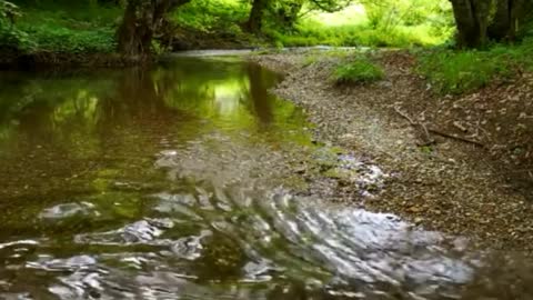 Pure and natural sounds of extreme comfort, the slow flow of the river in the forest