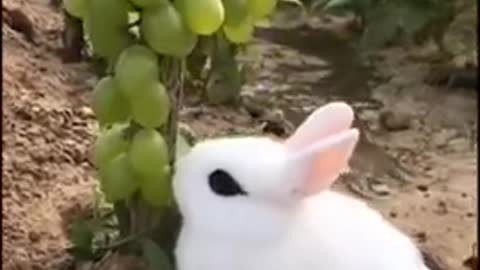 Cute BAby Rabbit