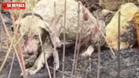 Il Pianto nelle Parole del Pastore Sardo