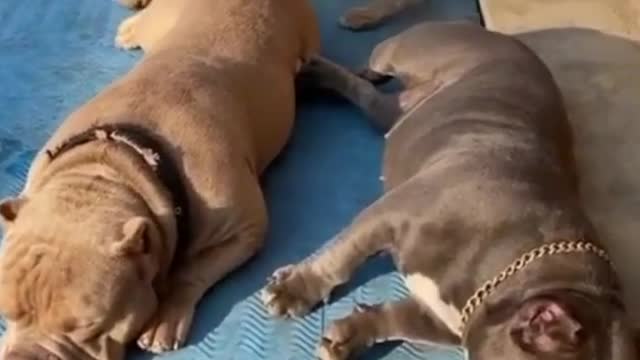 pitbull little kids enjoying the sun