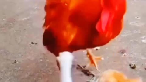 🐈 Cat vs Rooster Showdowns 😂 Dont try to Laugh 😂#shorts #short #viralshort #viral #fyp #viralcat